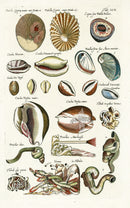 Johnston Historiae Naturalis Original Print Volute Shells - Panteek Antique Prints
