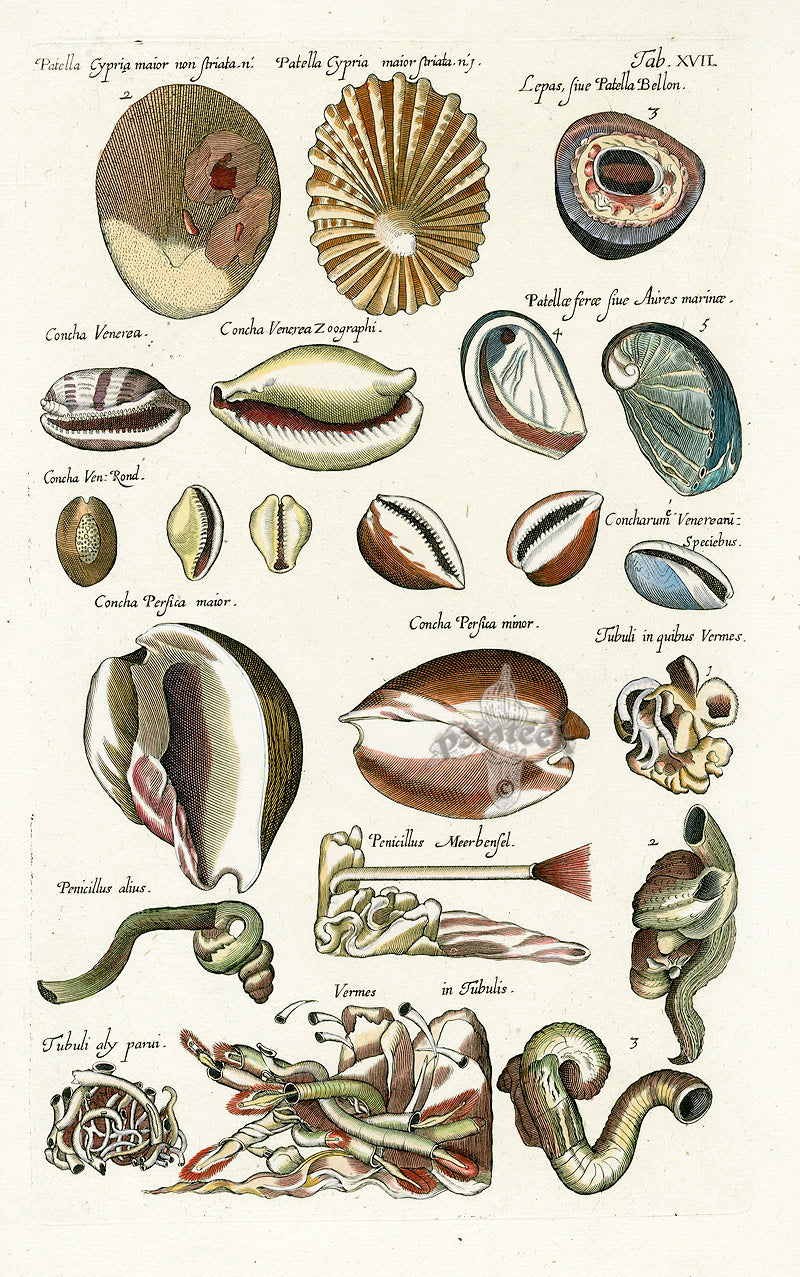 Johnston Historiae Naturalis Original Print Volute Shells