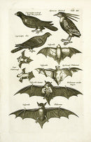Johnston Merian Bird Print Bat - Panteek Antique Prints