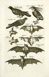 Johnston Merian Bird Print Bat - Panteek Antique Prints