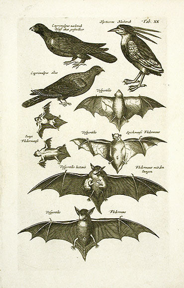 Johnston Merian Bird Print Bat