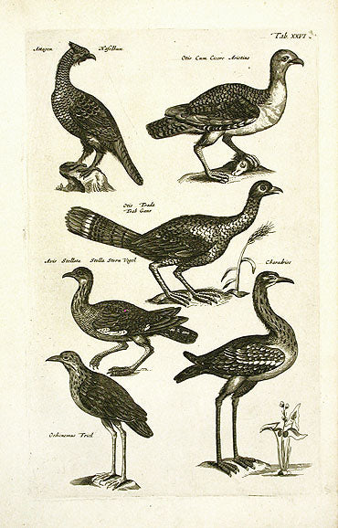 Johnston Merian Bird Print Bustard