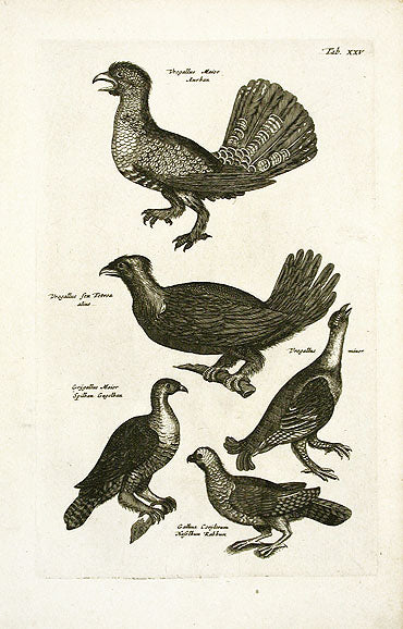 Johnston Merian Bird Print Buzzard