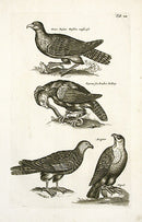 Johnston Merian Bird Print Buzzards - Panteek Antique Prints