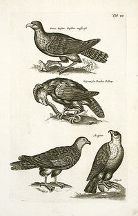 Johnston Merian Bird Print Buzzards - Panteek Antique Prints