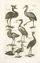 Johnston Merian Bird Print Crane - Panteek Antique Prints