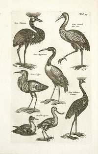 Johnston Merian Bird Print Crane - Panteek Antique Prints