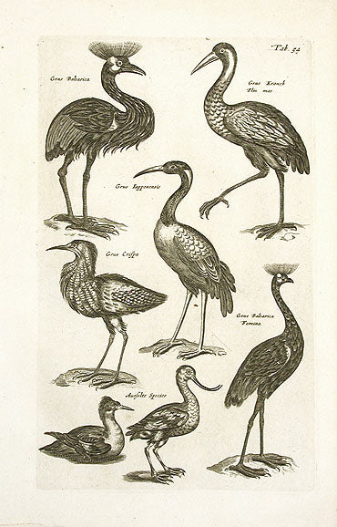 Johnston Merian Bird Print Crane