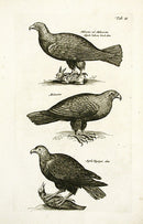 Johnston Merian Bird Print Eagle - Panteek Antique Prints