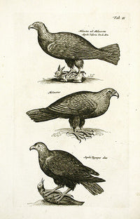 Johnston Merian Bird Print Eagle - Panteek Antique Prints