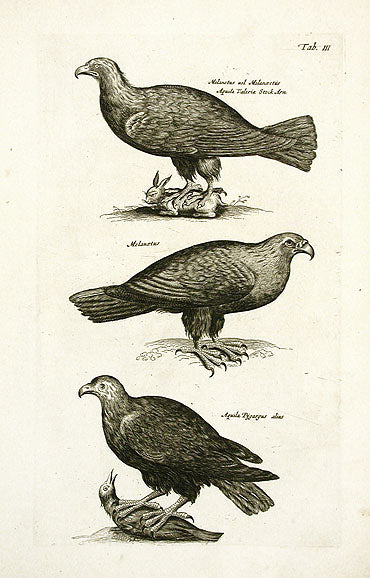 Johnston Merian Bird Print Eagle