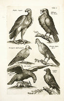 Johnston Merian Bird Print Eagles - Panteek Antique Prints