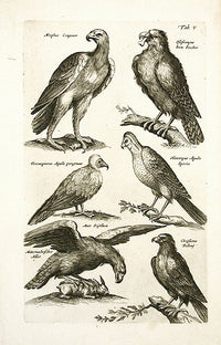 Johnston Merian Bird Print Eagles - Panteek Antique Prints
