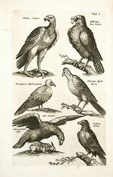 Johnston Merian Bird Print Eagles