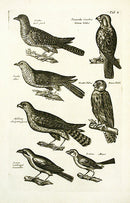 Johnston Merian Bird Print Falcon - Panteek Antique Prints