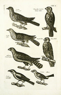 Johnston Merian Bird Print Falcon - Panteek Antique Prints