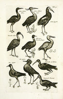 Johnston Merian Bird Print Heron - Panteek Antique Prints