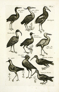 Johnston Merian Bird Print Heron - Panteek Antique Prints