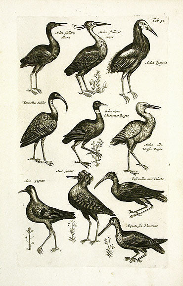 Johnston Merian Bird Print Heron