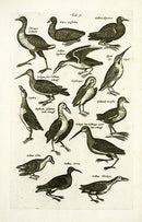 Johnston Merian Bird Print Kingfisher - Panteek Antique Prints