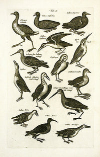 Johnston Merian Bird Print Kingfisher - Panteek Antique Prints