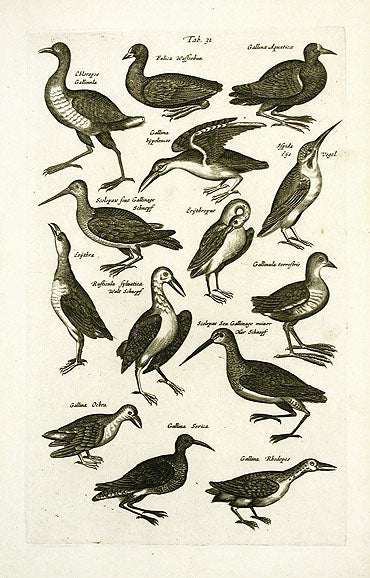 Johnston Merian Bird Print Kingfisher