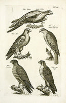 Johnston Merian Bird Print Large Falcon - Panteek Antique Prints