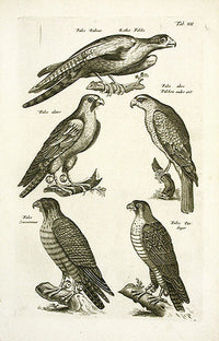 Johnston Merian Bird Print Large Falcon - Panteek Antique Prints