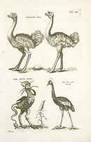 Johnston Merian Bird Print Ostrich - Panteek Antique Prints