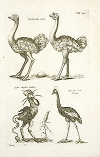 Johnston Merian Bird Print Ostrich - Panteek Antique Prints