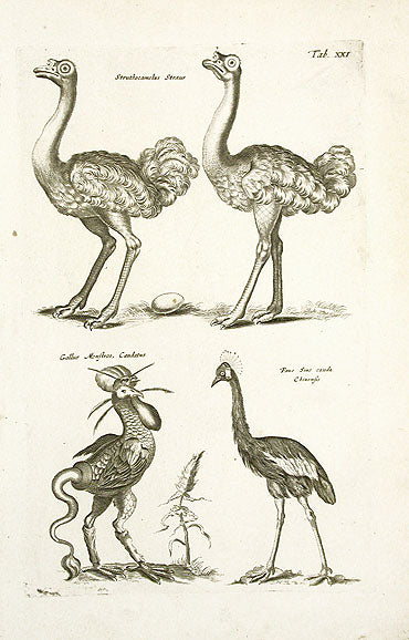 Johnston Merian Bird Print Ostrich