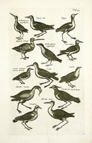 Johnston Merian Bird Print Plover - Panteek Antique Prints