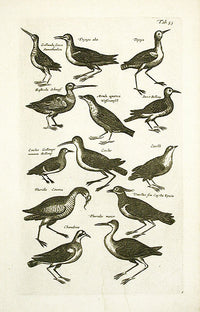 Johnston Merian Bird Print Plover - Panteek Antique Prints