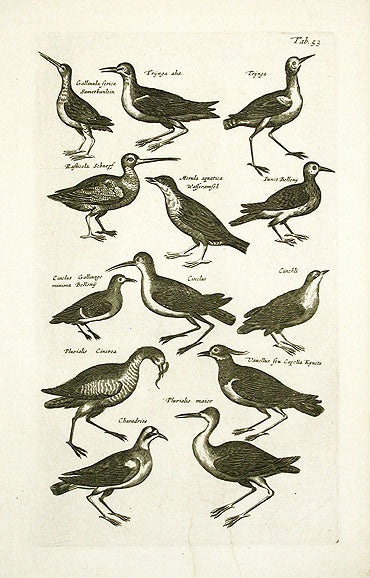 Johnston Merian Bird Print Plover