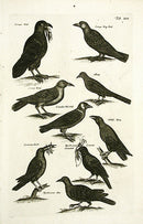 Johnston Merian Bird Print Raven - Panteek Antique Prints