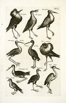 Johnston Merian Bird Print Stork - Panteek Antique Prints