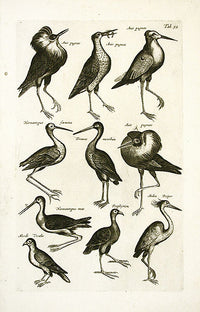 Johnston Merian Bird Print Stork - Panteek Antique Prints