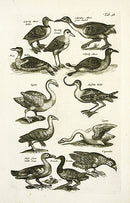 Johnston Merian Bird Print Swan - Panteek Antique Prints