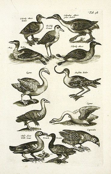 Johnston Merian Bird Print Swan