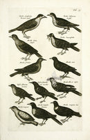 Johnston Merian Bird Print Thrush - Panteek Antique Prints