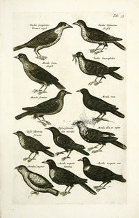 Johnston Merian Bird Print Thrush - Panteek Antique Prints