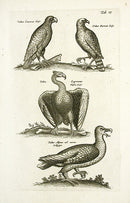 Johnston Merian Bird Print Vulture - Panteek Antique Prints