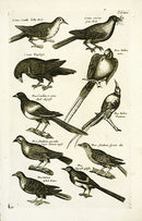 Johnston Merian Bird Print Woodpecker - Panteek Antique Prints