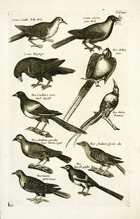 Johnston Merian Bird Print Woodpecker - Panteek Antique Prints