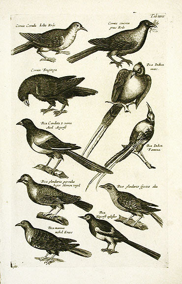 Johnston Merian Bird Print Woodpecker
