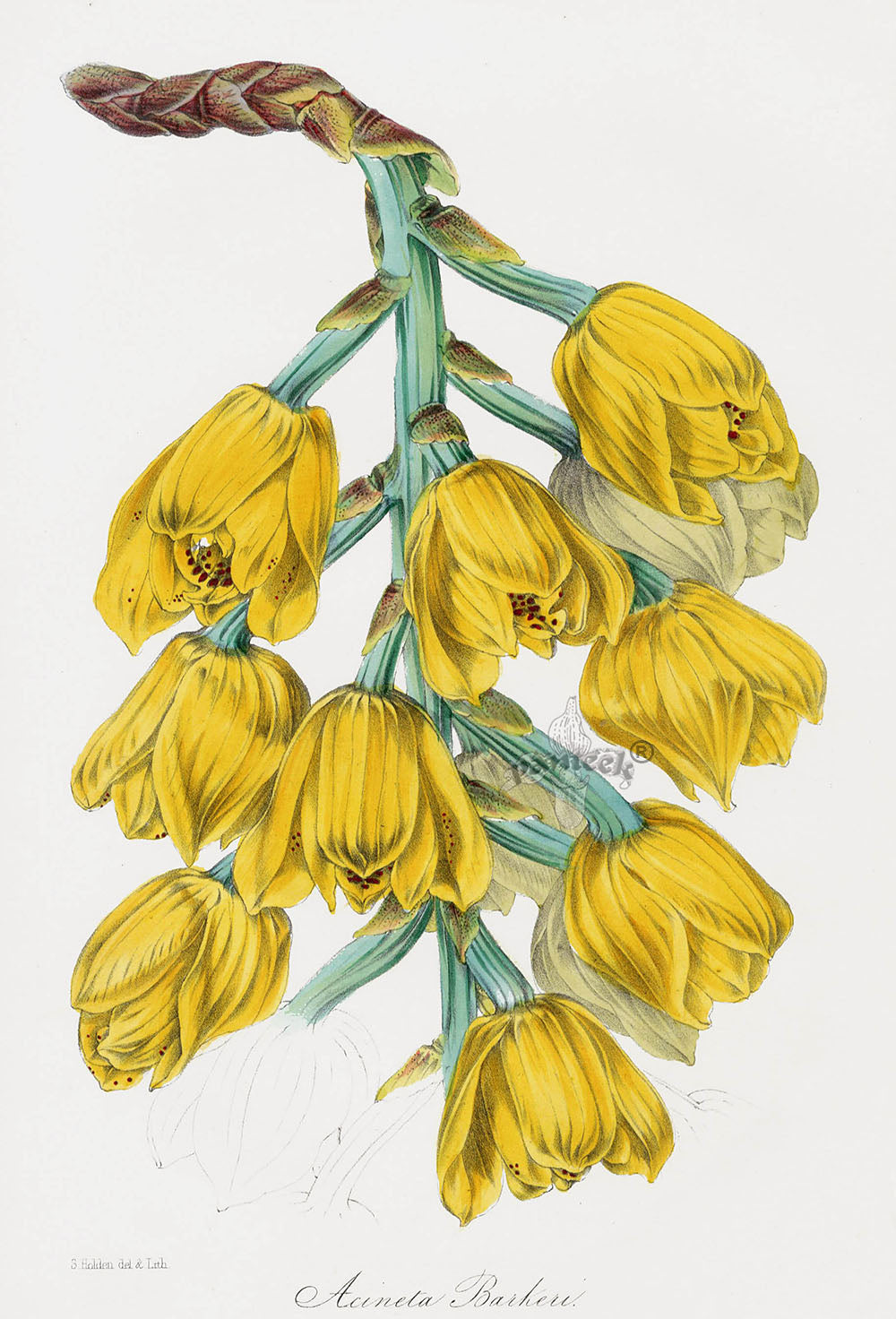 Joseph Paxton Antique Botanical Print 1834 Acineta Orchid