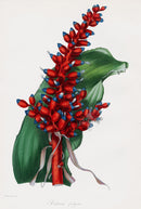 Joseph Paxton Antique Botanical Print 1834 AEchmea - Panteek Antique Prints