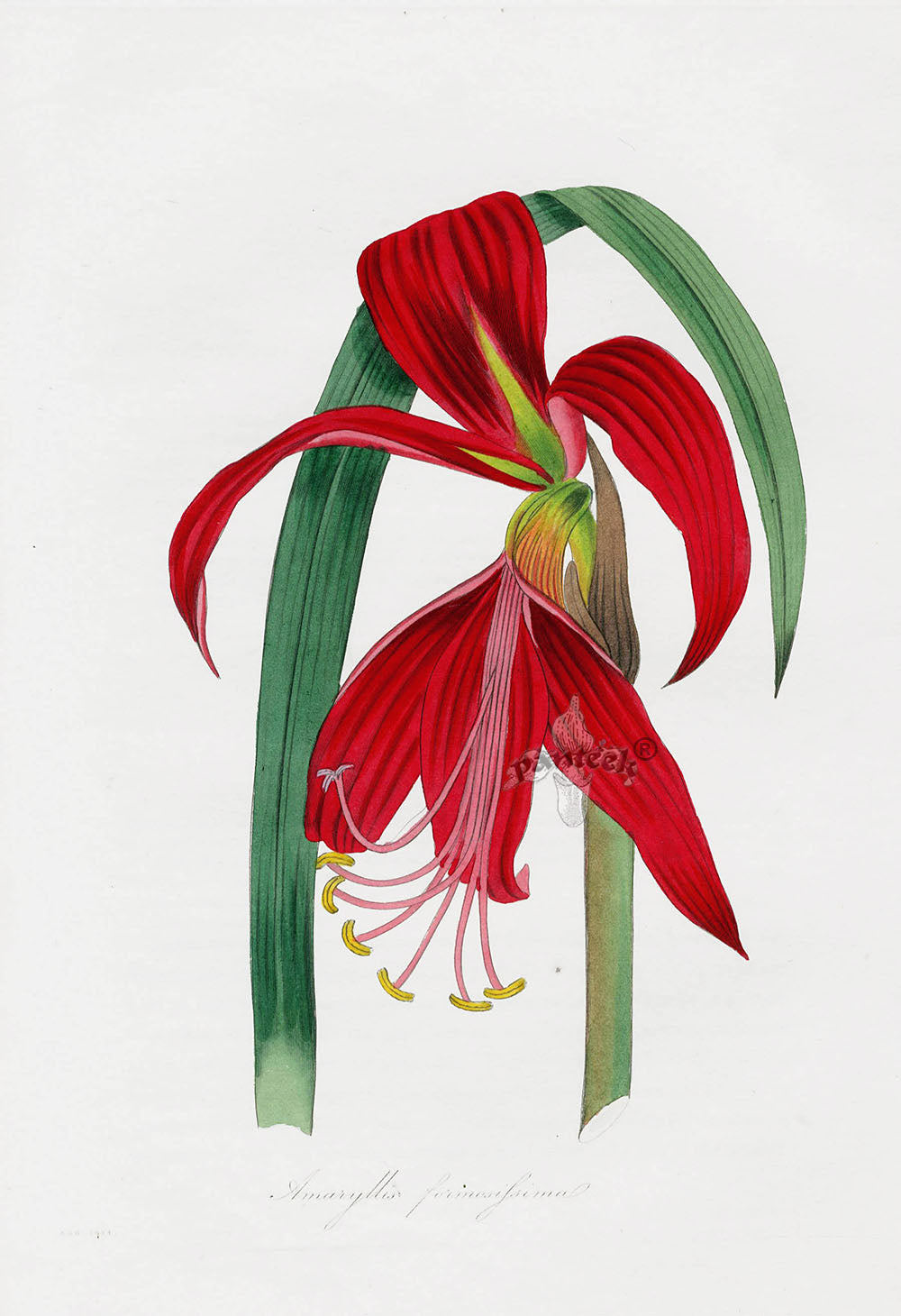 Joseph Paxton Antique Botanical Print 1834 Amaryllis