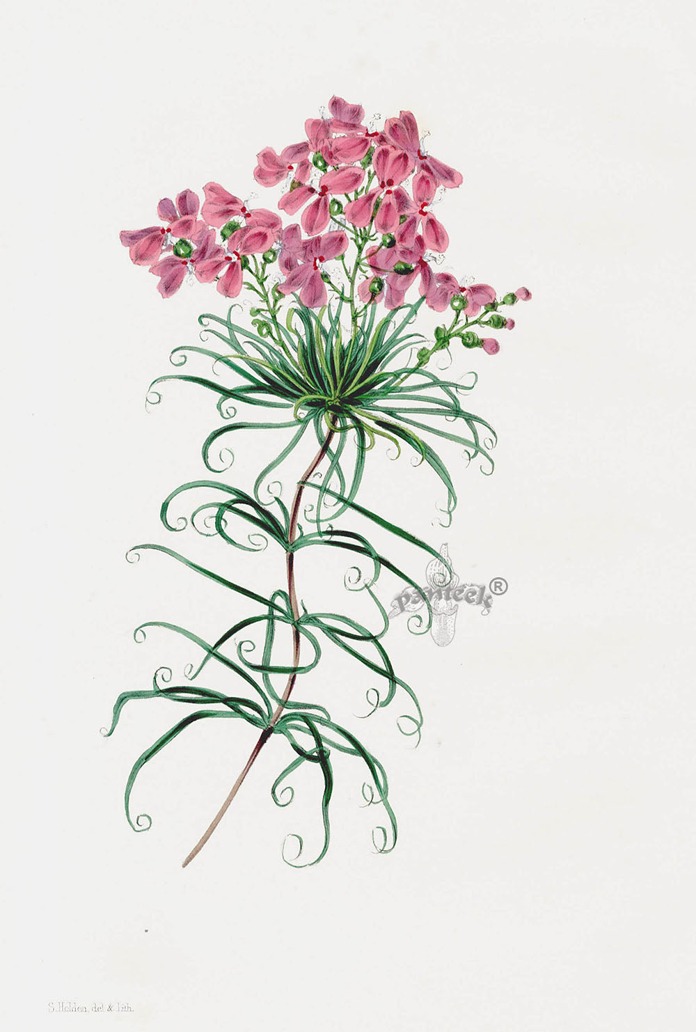 Joseph Paxton Antique Botanical Print 1834 Australian Flower