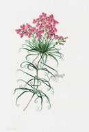 Joseph Paxton Antique Botanical Print 1834 Australian Flower - Panteek Antique Prints